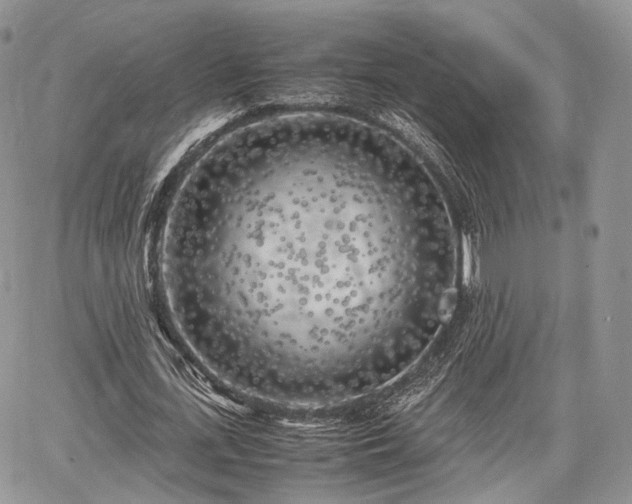 X0000067910723200604171338