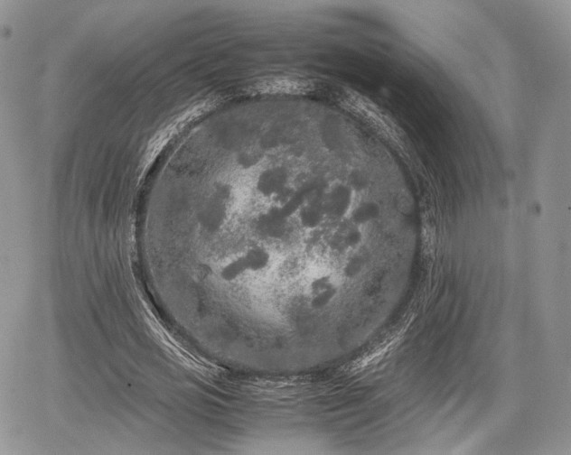 X0000067910725200604171338