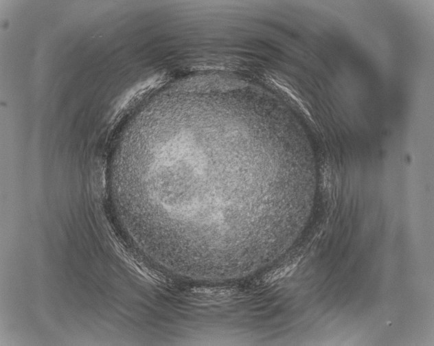 X0000067910733200604171338