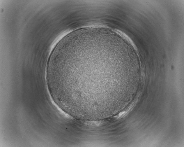 X0000067910855200604171337