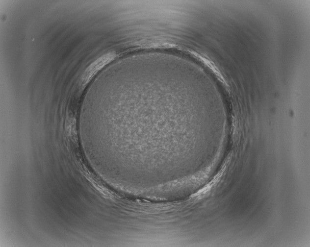 X0000067910881200604171336