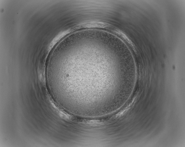 X0000067910986200604171334