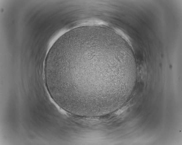 X0000067911103200604171332