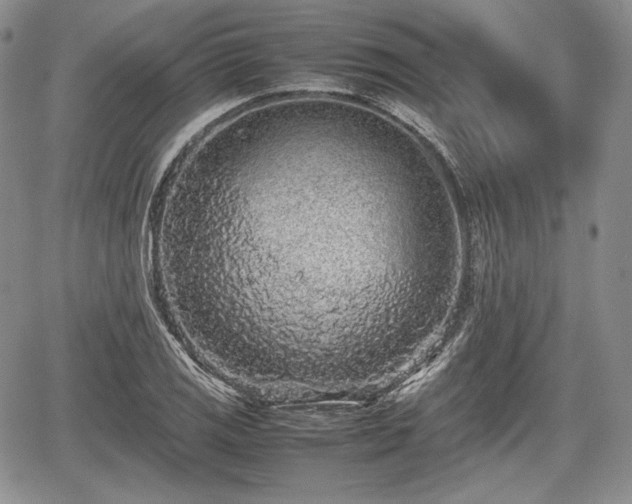 X0000067911125200604171332