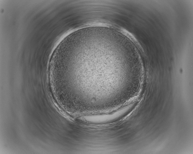 X0000067911236200604171330