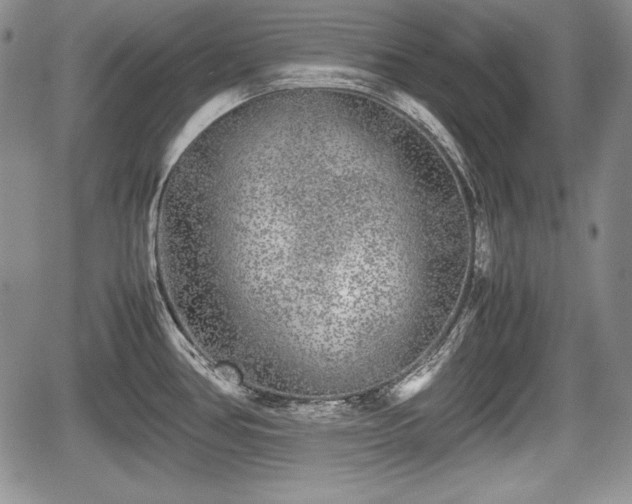 X0000067911386200604171328