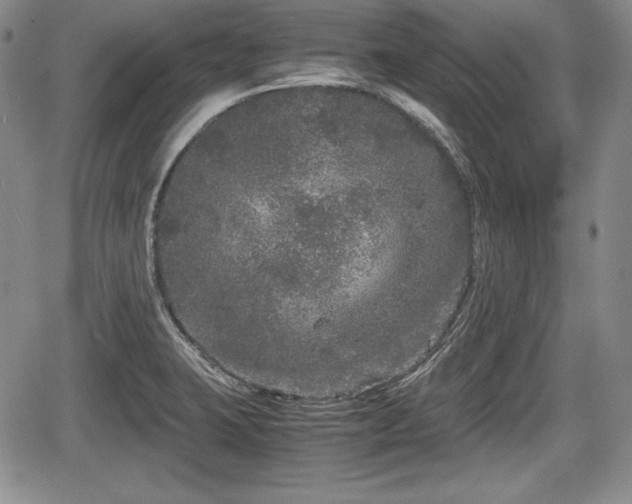 X0000067911423200604171327