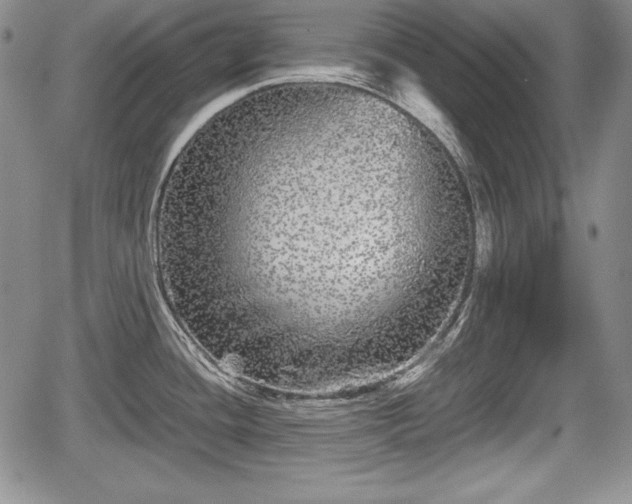 X0000067911436200604171327