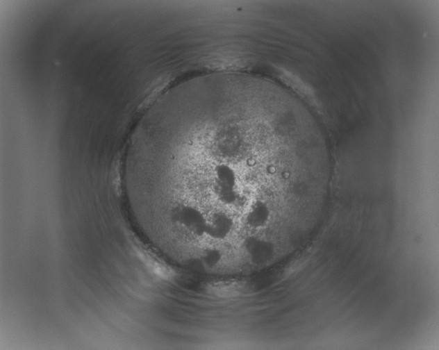 X0000067910065200604201415