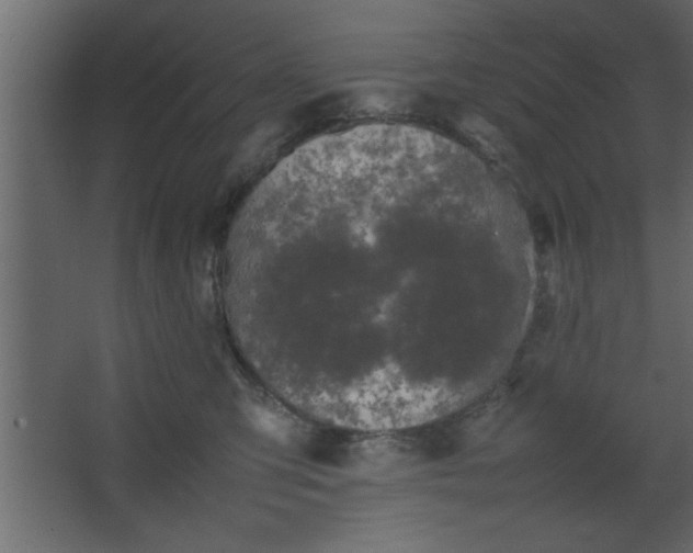 X0000067910423200604201409