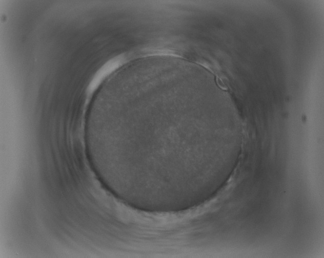 X0000067910006200604271929