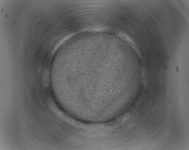 X0000067910012200604271929