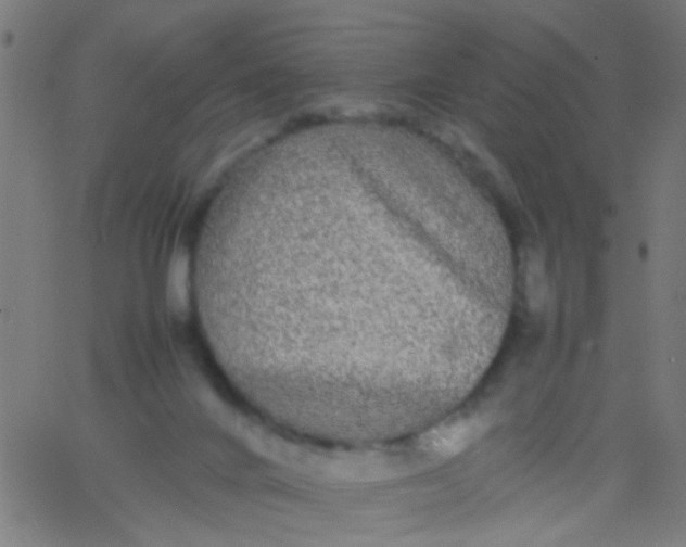 X0000067910024200604271929