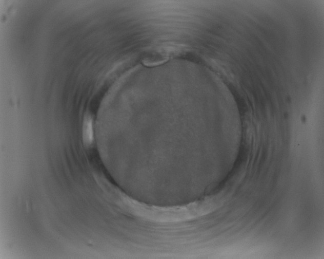 X0000067910042200604271929