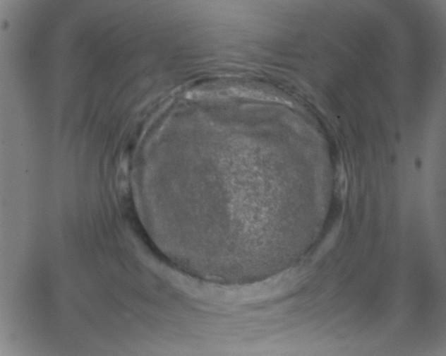 X0000067910043200604271929