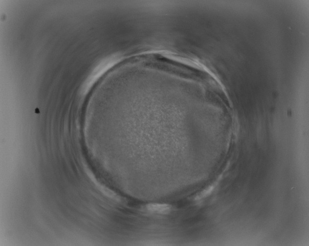 X0000067910055200604271928