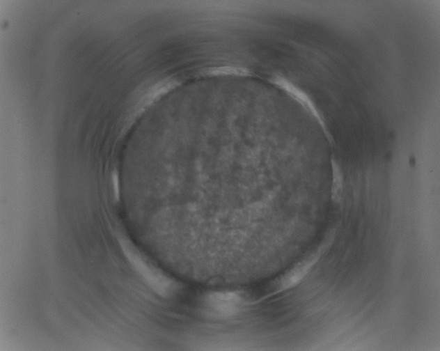 X0000067910061200604271928