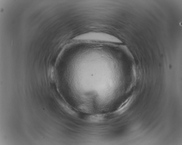 X0000067910094200604271929