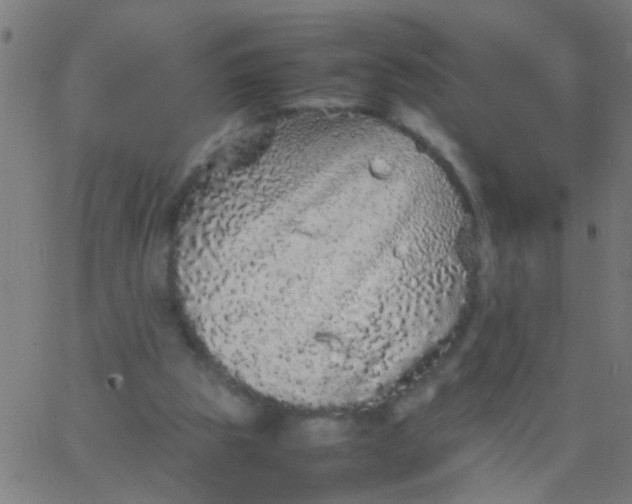 X0000067910153200604271926