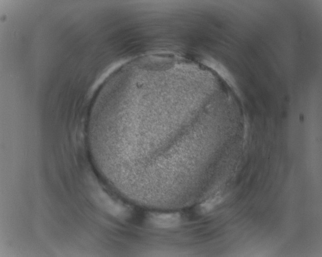 X0000067910155200604271926