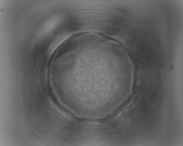 X0000067910194200604271926