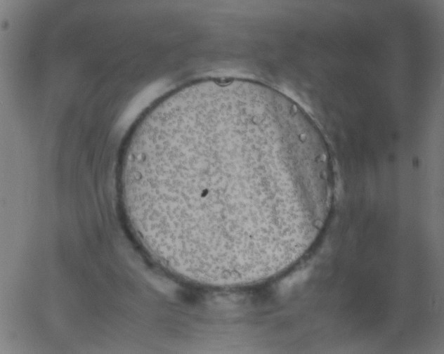 X0000067910199200604271926