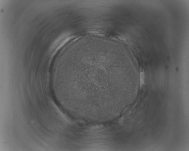 X0000067910243200604271925