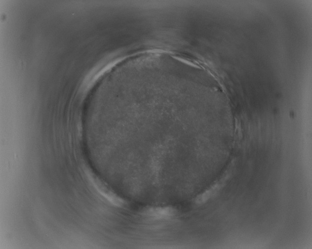 X0000067910247200604271925