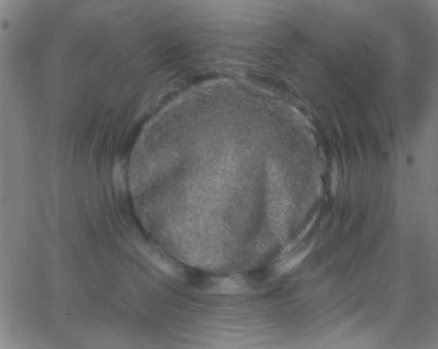 X0000067910286200604271925