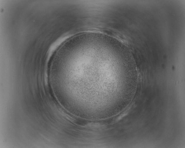 X0000067910294200604271925