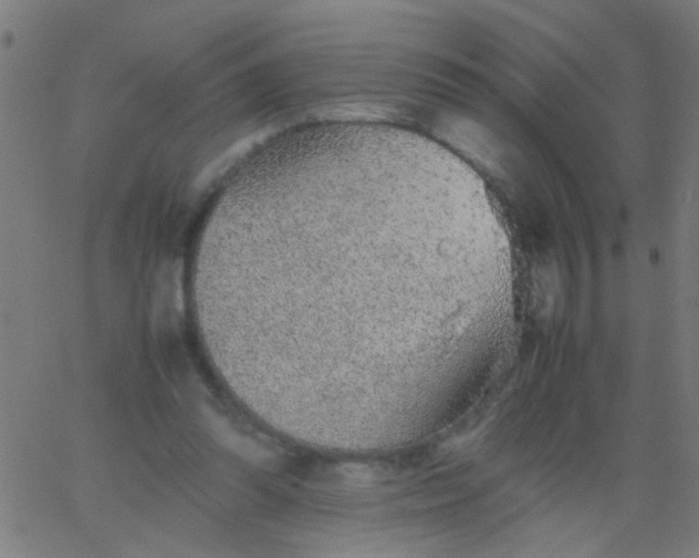 X0000067910302200604271924