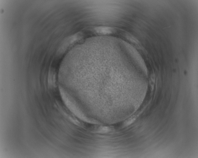 X0000067910330200604271924