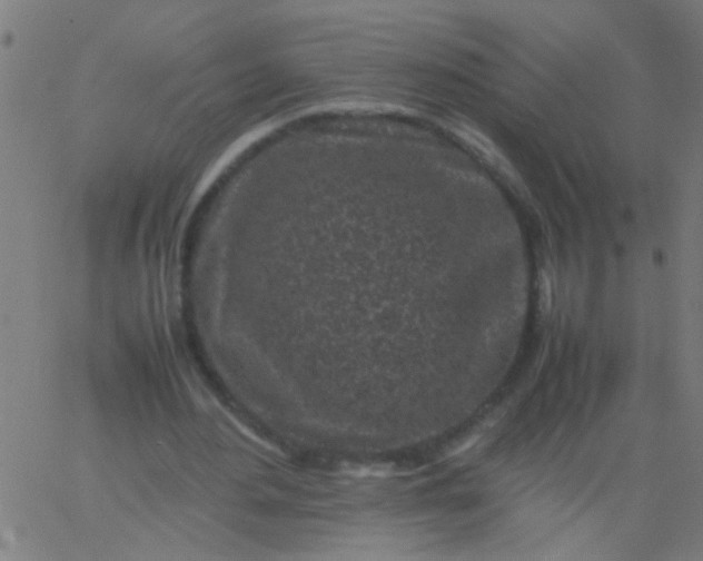 X0000067910484200604271921