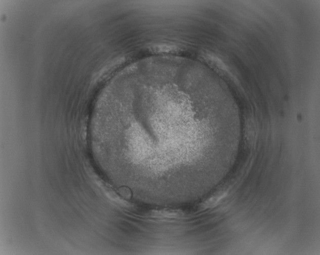 X0000067910545200604271920