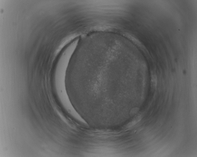 X0000067910626200604271918