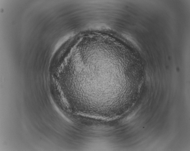 X0000067910630200604271918