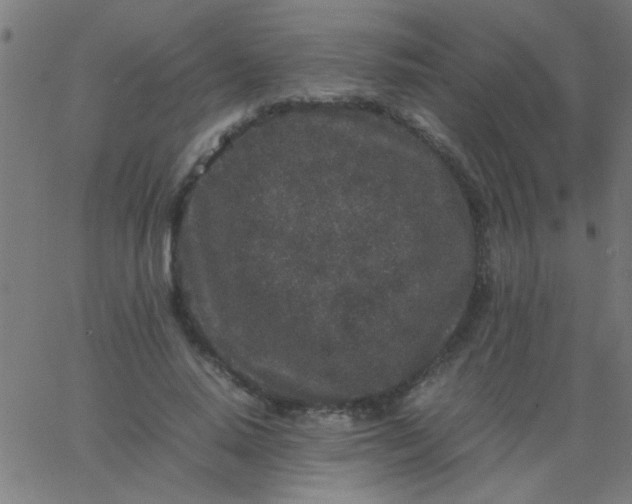 X0000067910640200604271919