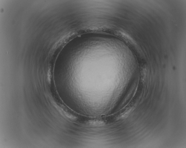 X0000067910644200604271919