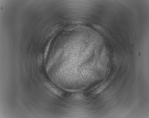 X0000067910660200604271919