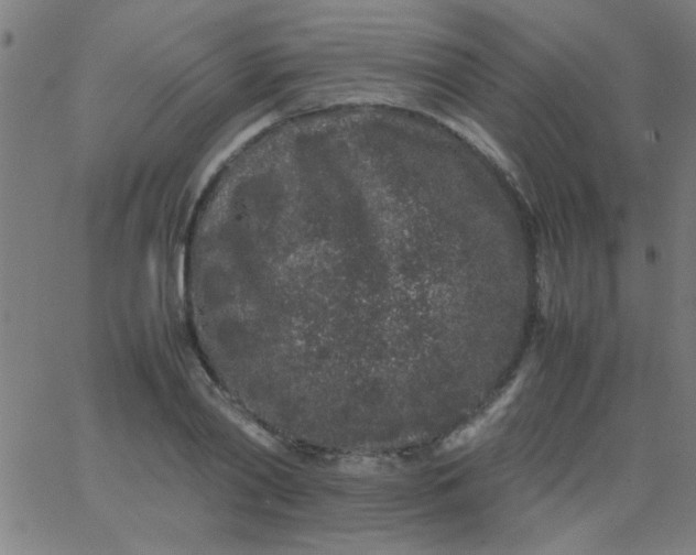 X0000067910790200604271916