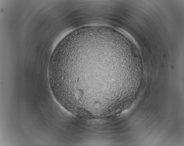 X0000067910855200604271916