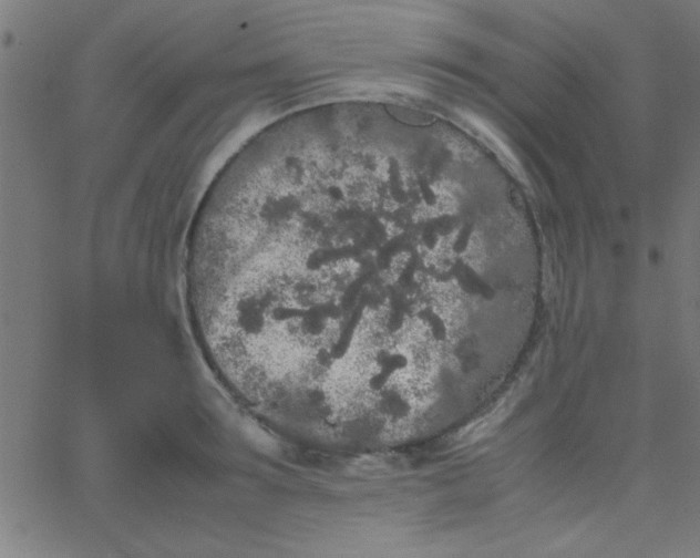 X0000067910899200604271915