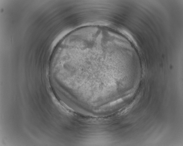 X0000067910952200604271914