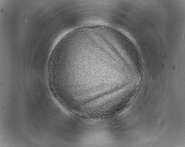 X0000067911056200604271913