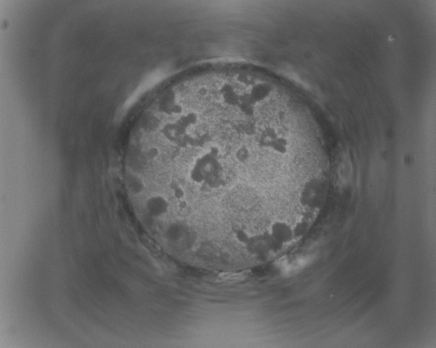 X0000067911255200604271909