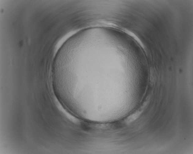 X0000067911387200604271907