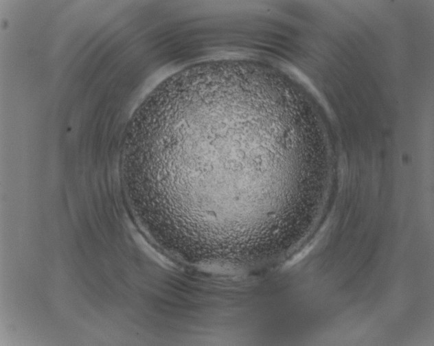 X0000067911417200604271906