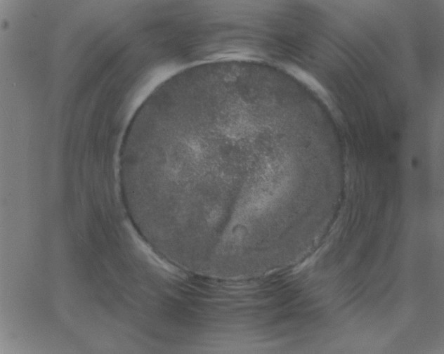 X0000067911423200604271906