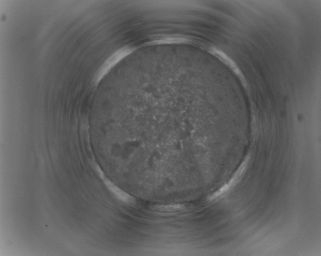 X0000067911425200604271906