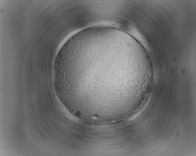 X0000067911436200604271906